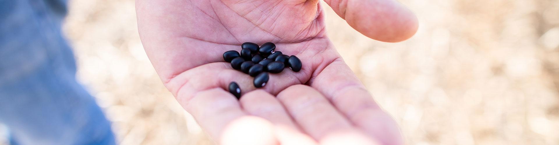 Grower holding black beans in field